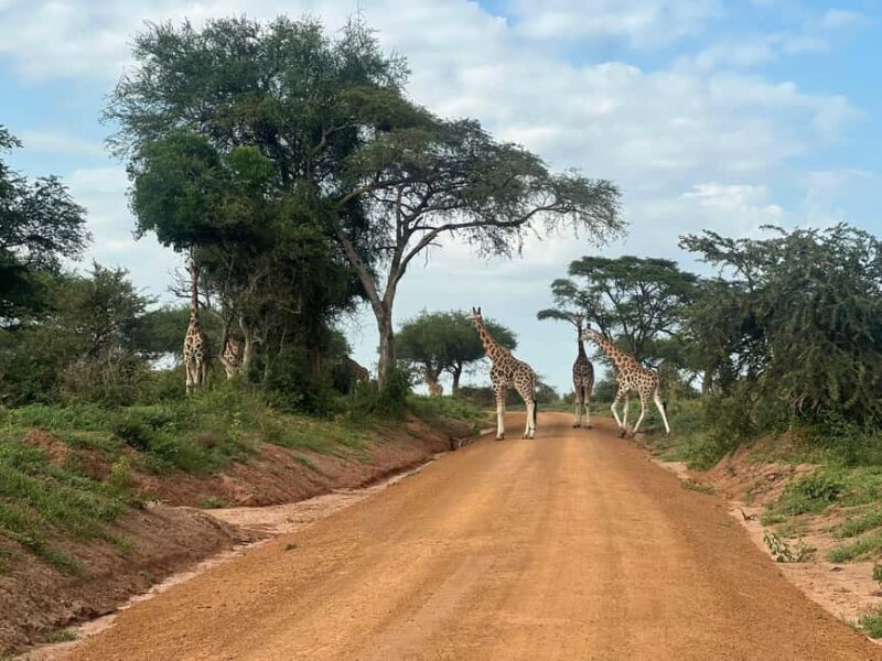 Kampala: 2-Day Best of Uganda Murchison Falls Safari Tour - Practical Tips and Insights  