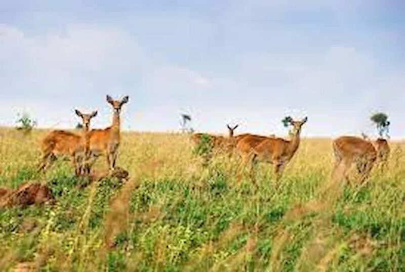 Kampala: 2-Day Queen Elizabeth Wildlife Safari - Additional Practical Tips