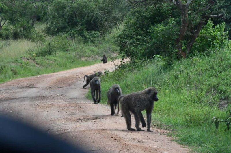 Kampala: 3-Day Lake Mburo National Park Safari - Key Points