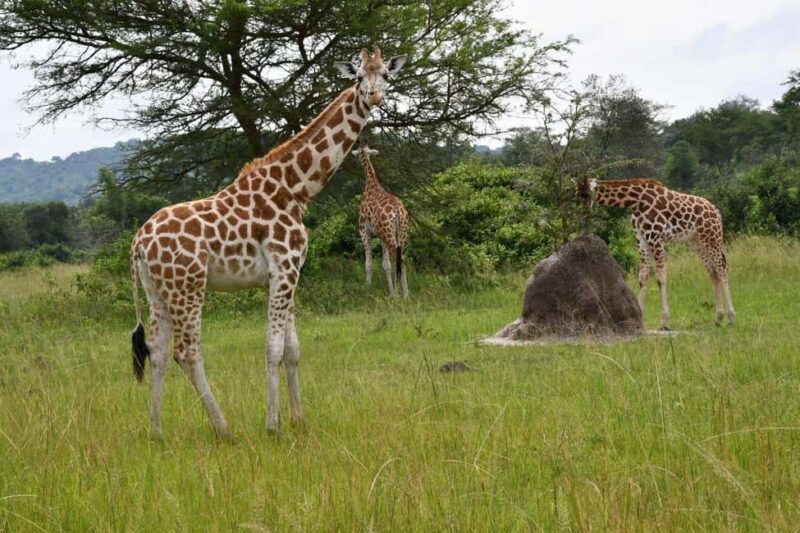 Kampala: 3-Day Lake Mburo National Park Safari - Exploring the Itinerary in Detail