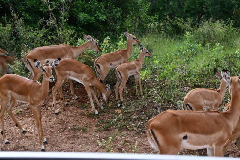 Kampala: 3-Day Lake Mburo National Park Safari - Practical Tips for Travelers