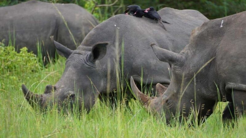Kampala: 3-Day Murchison Falls National Park Safari - Key Points