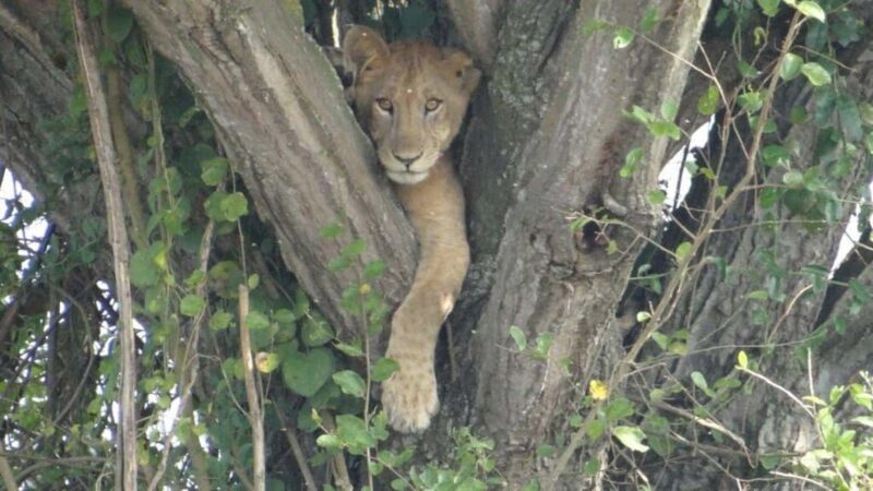Kampala: 3-Day Murchison Falls National Park Safari - Exploring the 3-Day Murchison Falls Safari in Detail