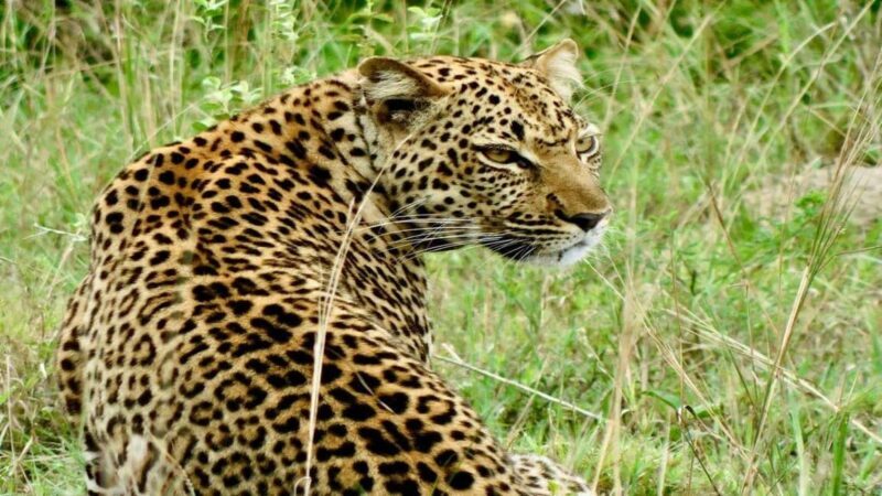 Kampala: 3-Day Murchison Falls National Park Safari - Authentic Experiences and Unique Highlights