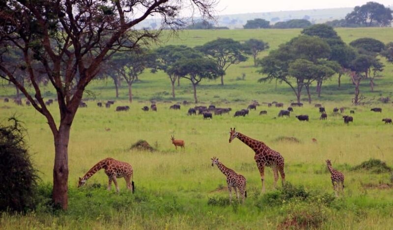 Kampala: 3-Day Murchison Falls National Park Safari - Key Points