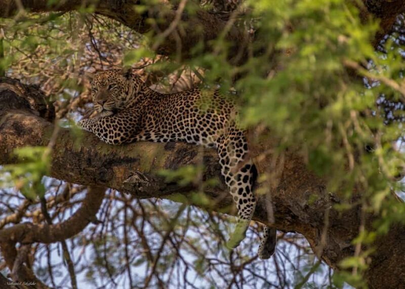 Kampala: 3-Day Murchison Falls National Park Safari - Introduction: A Nature Escape with a Bite of Adventure