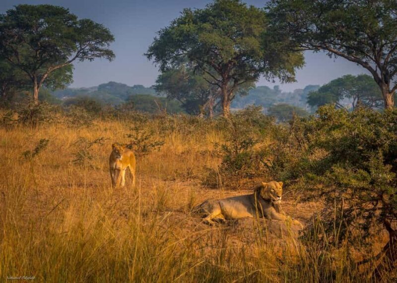 Kampala: 3-Day Murchison Falls National Park Safari - The Experience: What You’ll Love and What to Consider
