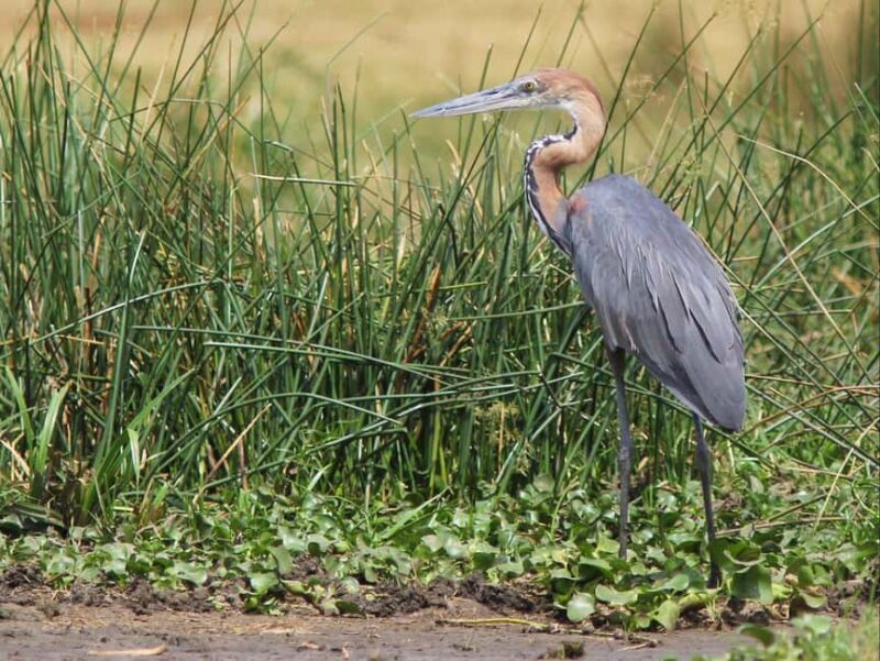 Kampala: 3-Day Murchison Falls National Park Safari - FAQ