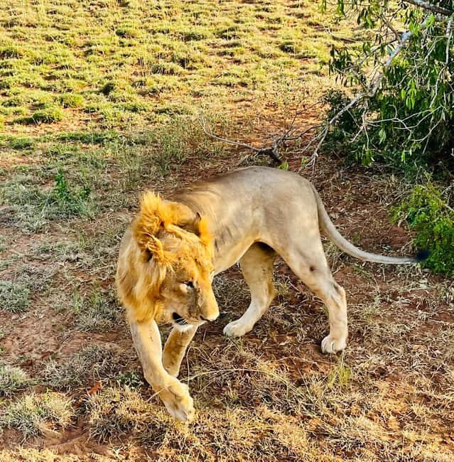 Kampala/Entebbe: 3-Day Murchison Falls National Park Safari - Key Points