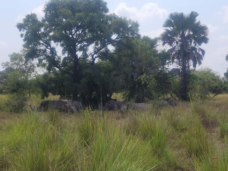 Kampala: Ziwa Rhino trekking tour with Pick up & drop off - What to Expect from the Tour  