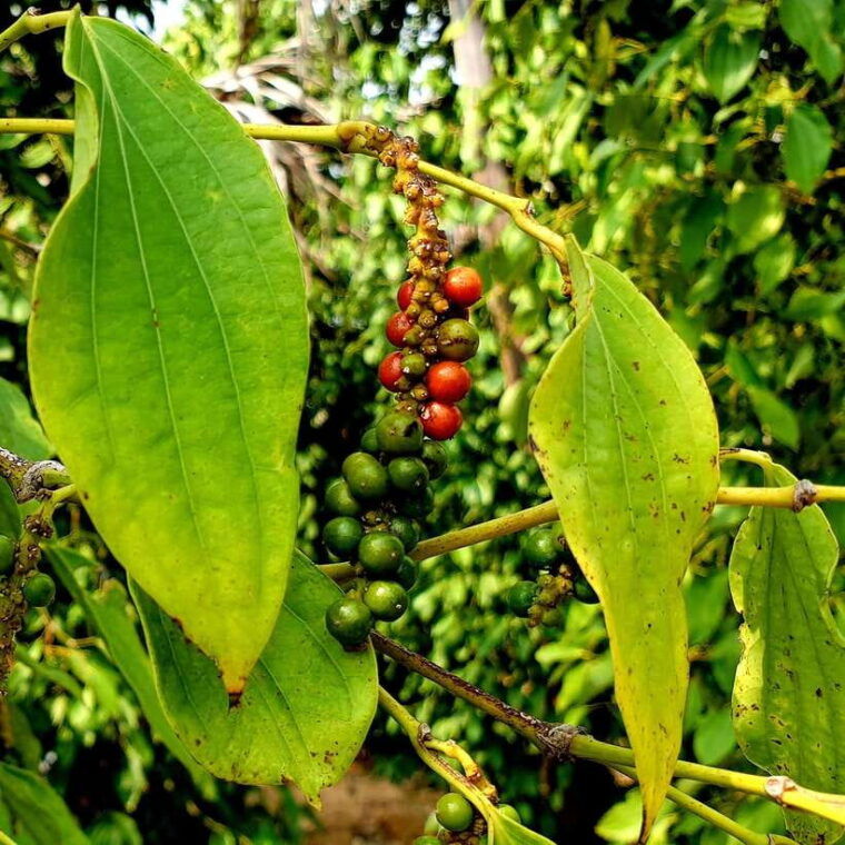 kampot-day-trip-to-pepper-farm-temple-and-salt-field-etc