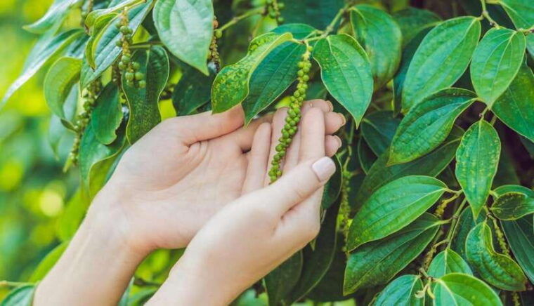 kampot-day-trip-to-pepper-farm-temple-and-salt-field-etc