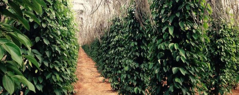 Kampot Day Trip to Pepper Farm, Temple and Salt Field - Salt Fields (Available in Dry Season)