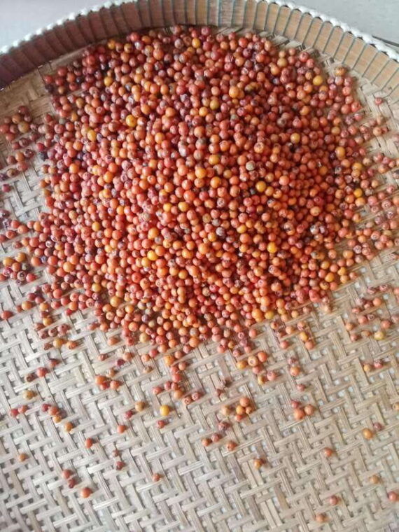 kampot-pepper-farm-cave-lake-kep-crab-market-more