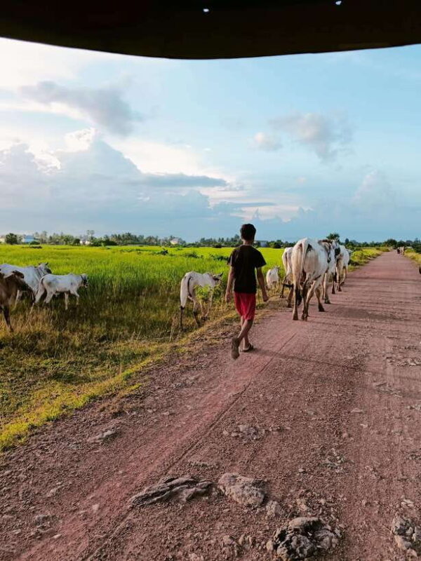 Kampot Pepper farm & Kayak trip around Green cathedral Sunse - Who Should Consider This Tour?