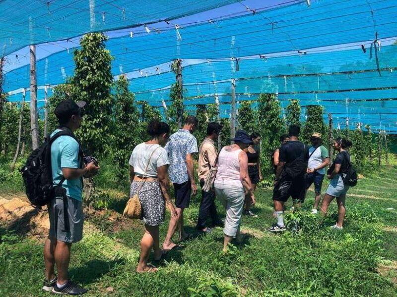 kampot-pepper-farm-salt-fields-crab-market-from-phnom-penh