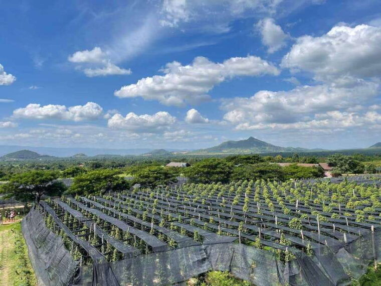 kampot-pepper-farm-salt-fields-crab-market-from-phnom-penh