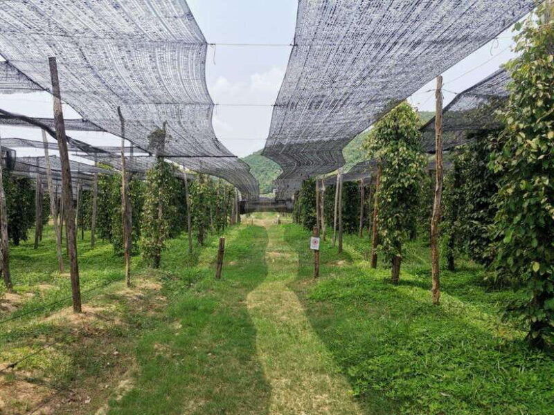 kampot-pepper-farm-tour-salt-fields-la-plantation-cave