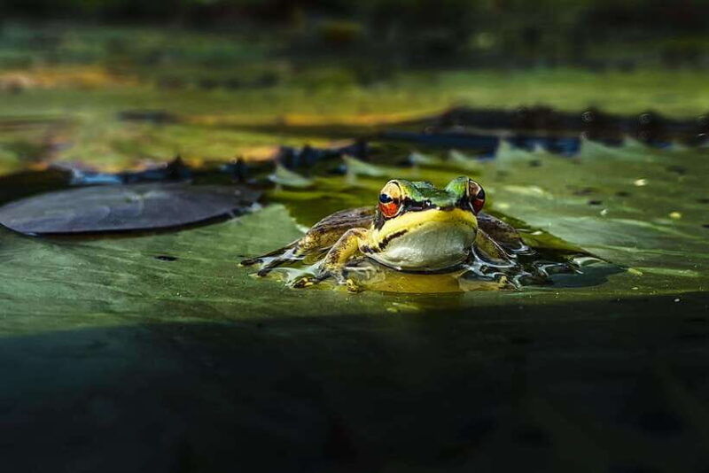 kampot-salt-fields-pepper-farm-and-secret-lake-tour