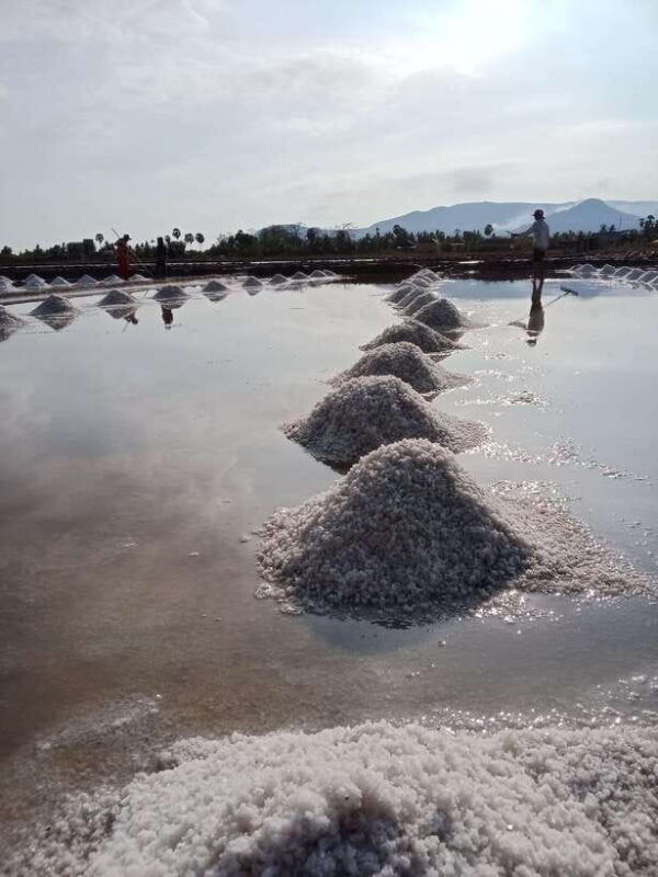 kampot-tuk-tuk-trip-to-pepper-farm-kep-crab-market-more