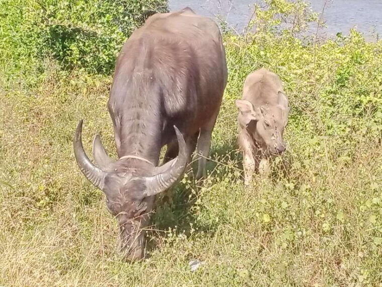 kampotprivate-local-tuk-tuk-to-country-side-pepper-farm
