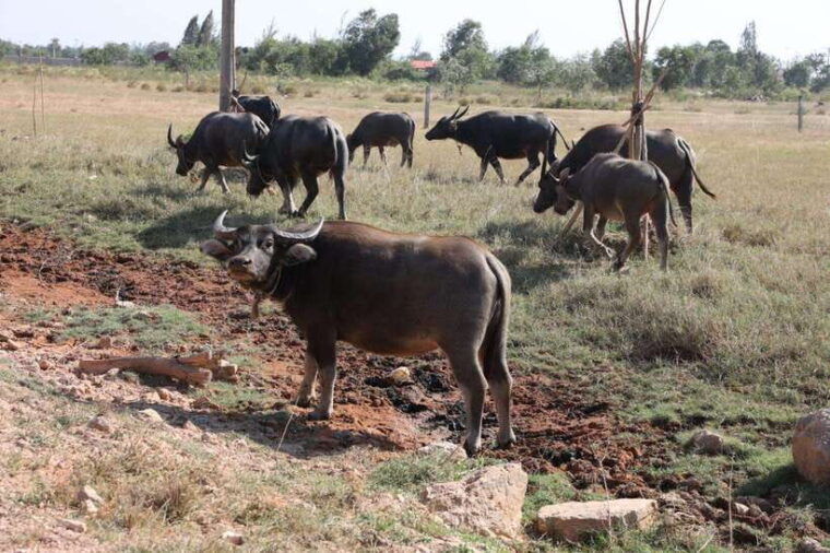 kampotprivate-local-tuk-tuk-to-country-side-pepper-farm