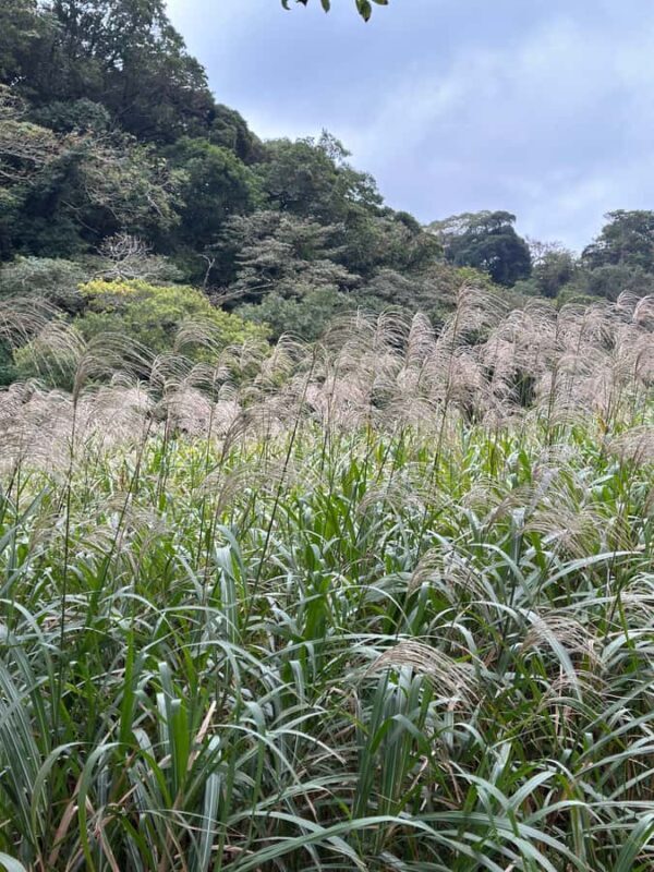 Kanagawa: Koajiro no Mori Forest Trek with Guide - A Gentle Walk into Nature’s Hidden Gem