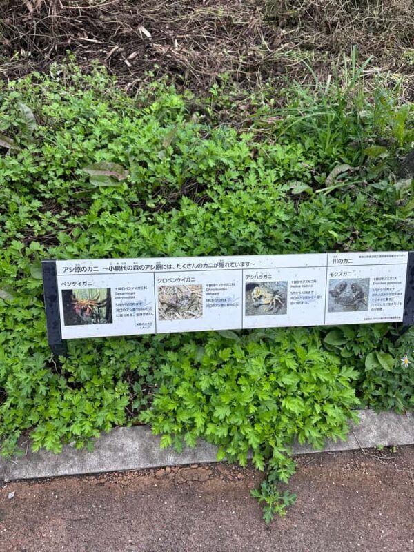 Kanagawa: Koajiro no Mori Forest Trek with Guide - Who Should Consider This Tour?