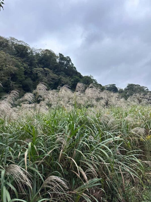 Kanagawa: Koajiro no Mori Forest Trek with Guide - Final Thoughts