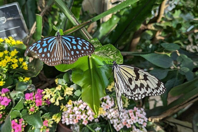 kanazawa-temples-panoramic-landscape-views-and-butterflies