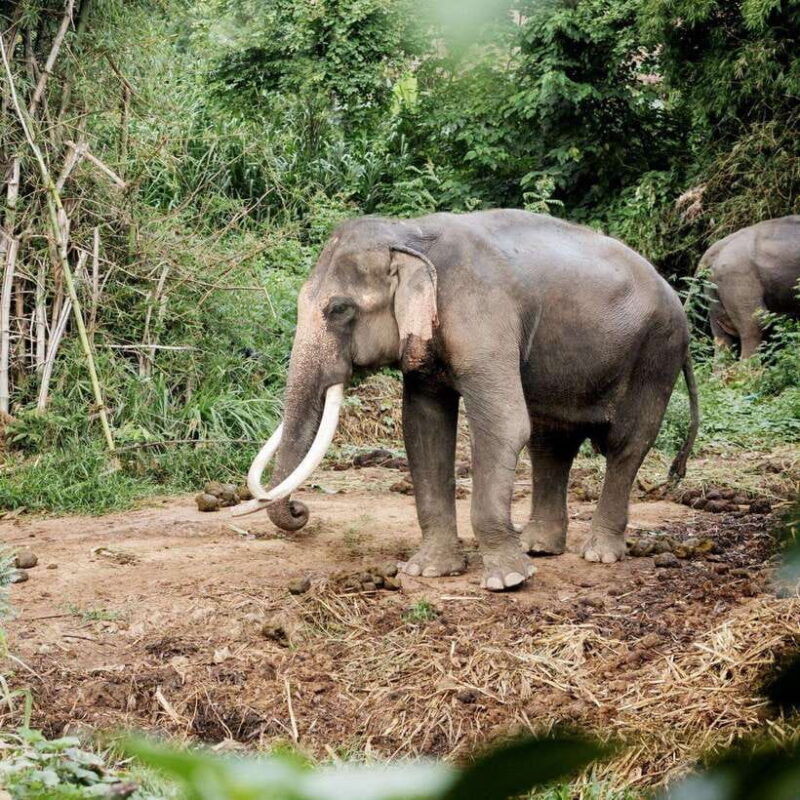 kanchanaburi-river-kwai-erawan-falls-and-elephant-tour