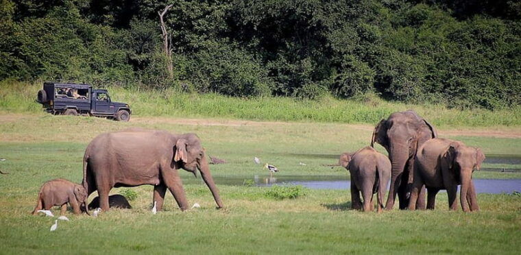 kandy-4-day-sri-lanka-full-circle-private-tour-to-colombo