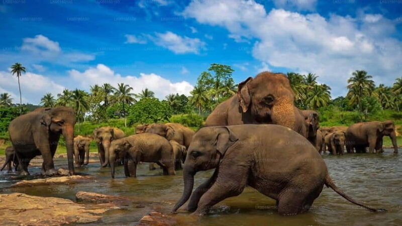 kandy-and-pinnawala-a-perfect-1-day-tour-experience