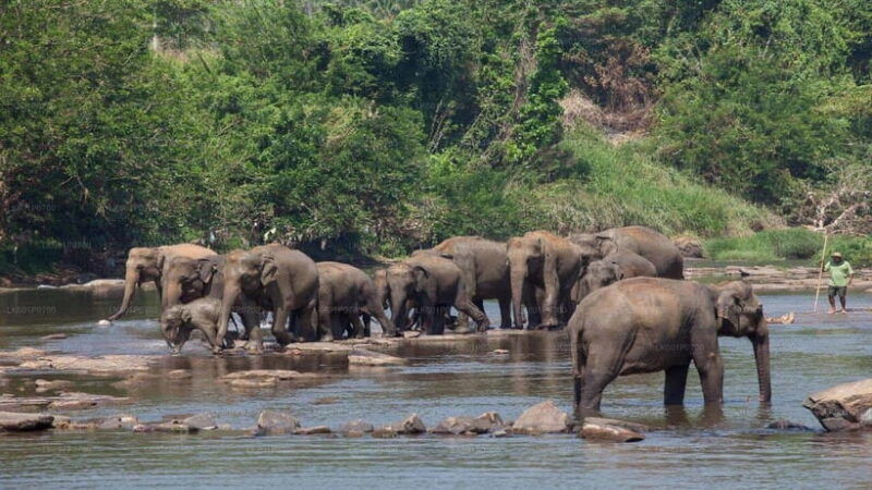 kandy-and-pinnawala-a-perfect-1-day-tour-experience