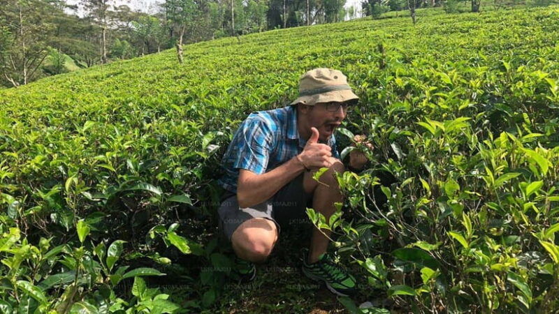 kandy-and-pinnawala-a-perfect-1-day-tour-experience