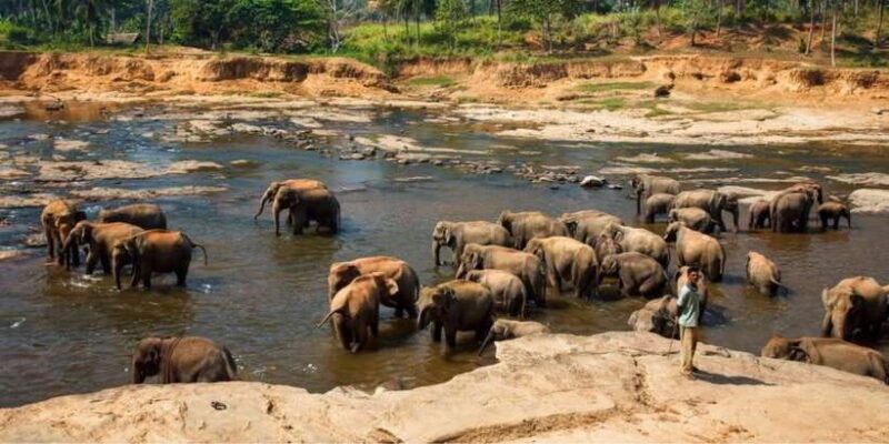 kandy-and-pinnawala-private-day-trip-from-colombo-harbor