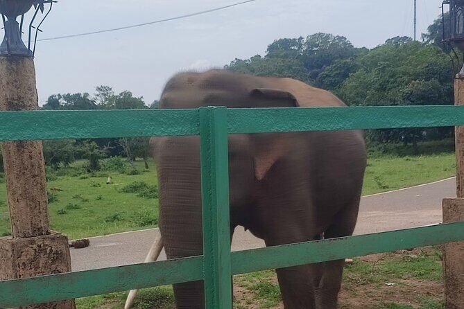 Kandy City Private Tour - Authenticity and Review Highlights