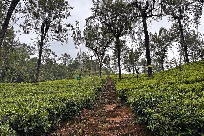 Kandy City Tour By Best Guide Lanka Tours - Final Thoughts