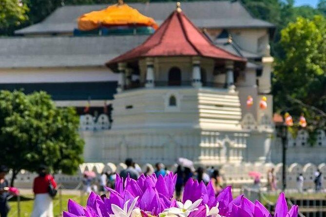 Kandy Day Tour From Colombo with Pinnawala - The Itinerary in Detail