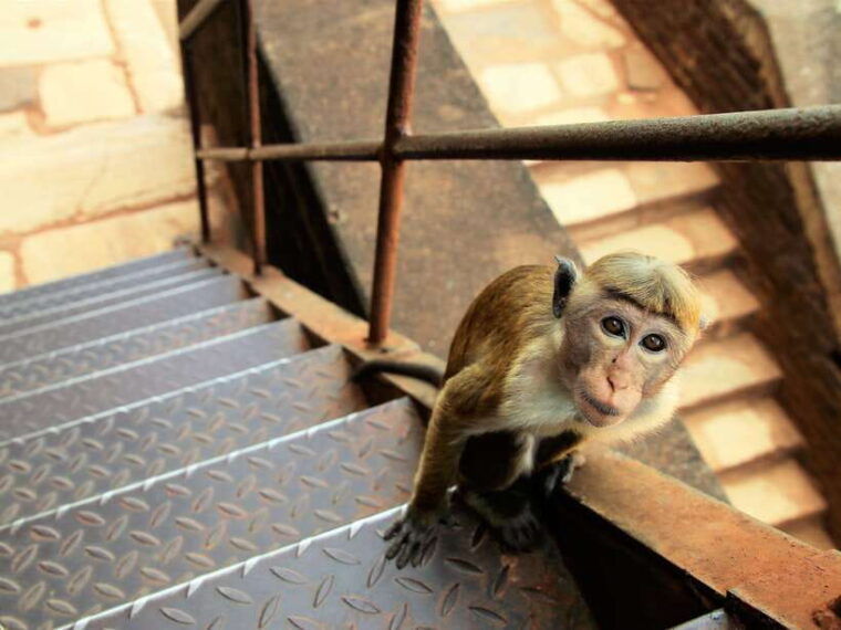 kandy-day-trip-to-sigiriya-dambulla-caves