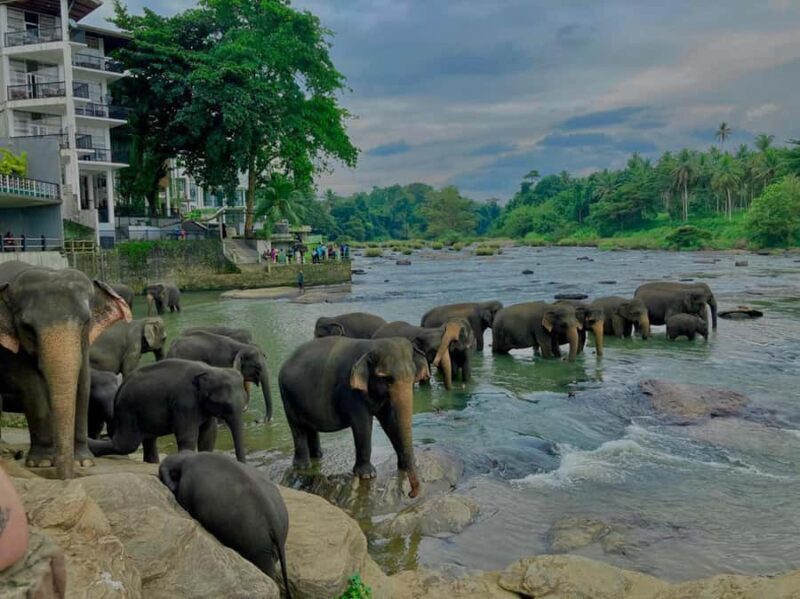 Kandy Highlights & Pinnawala Elephant Experience by Tuk-Tuk - Who Would Love This Tour?