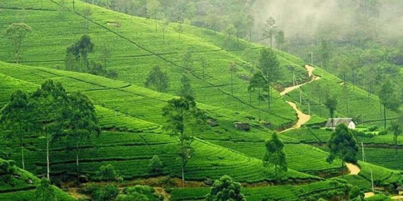 Kandy & Nuwara Eliya: 2-Day Tour! - Key Points