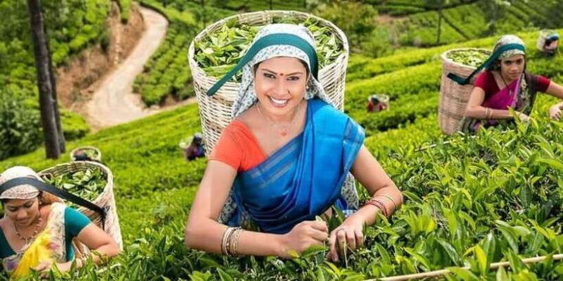 Kandy & Nuwara Eliya: 2-Day Tour! - What We Like (and What to Consider)