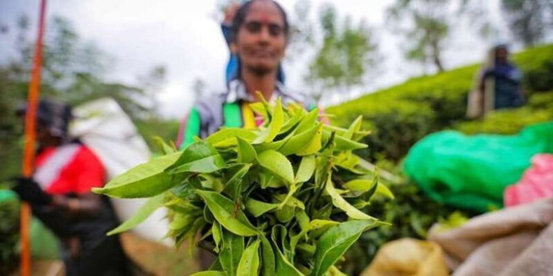 Kandy & Nuwara Eliya: 2-Day Tour! - Who Will Love This Tour?