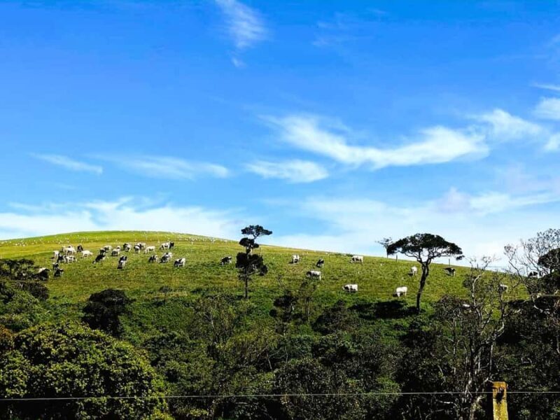 Kandy: Nuwara Eliya and Ambewela Train Station Tour - Authentic Experiences and Guides