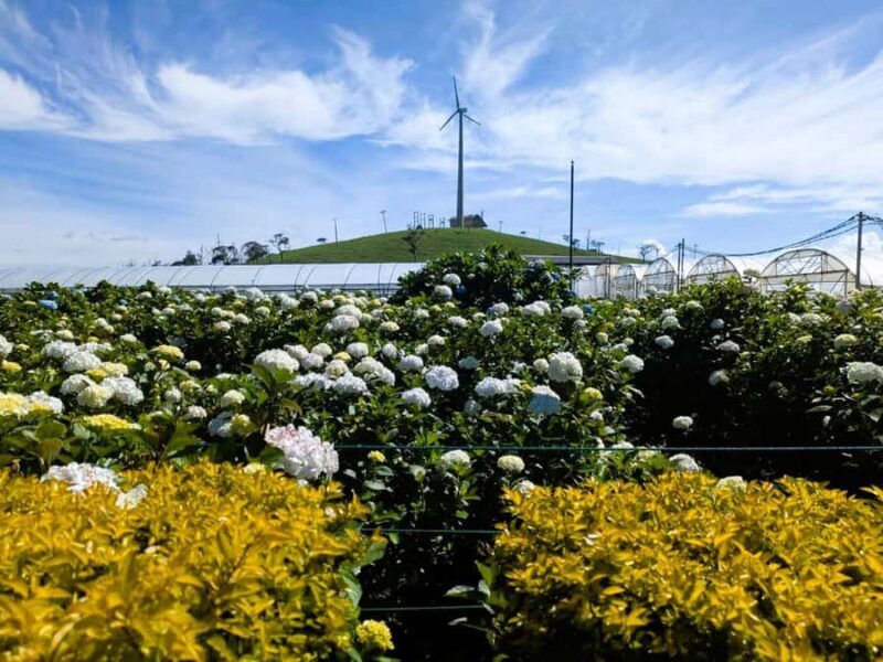Kandy: Nuwara Eliya and Ambewela Train Station Tour - Final Thoughts