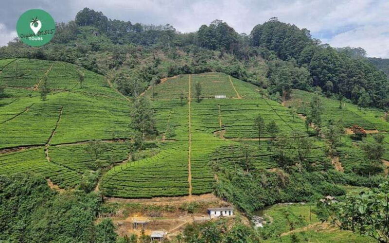 kandy-nuwara-eliya-day-explore-by-tuk-tuk-with-local-guide