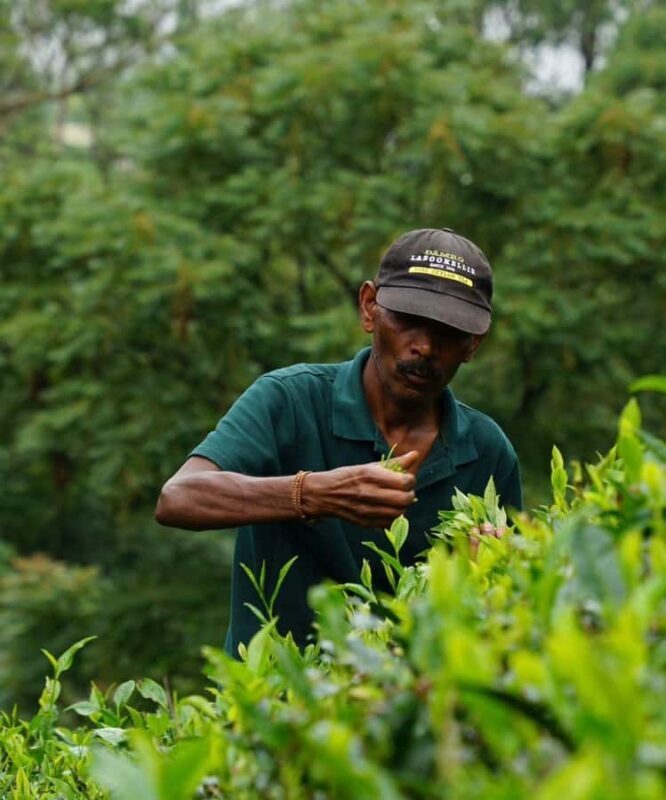 Kandy: Nuwara Eliya Secret & Historical Sightseeing Tour - Key Points