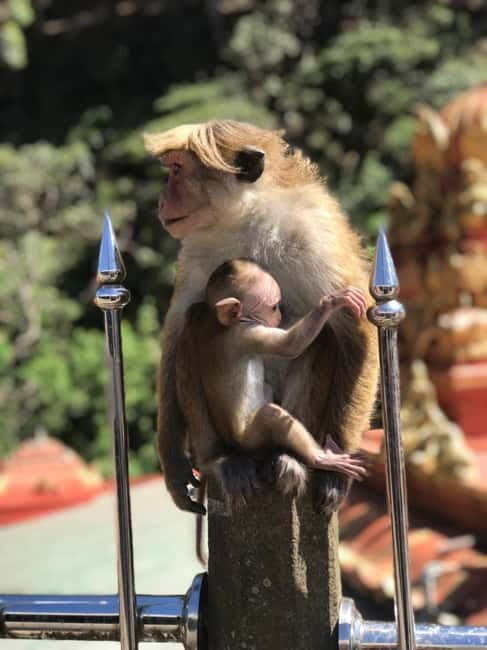 Kandy: Nuwara-Eliya Trip with Driver-Guide & Scenic Stops - The Itinerary: What to Expect on Your Journey