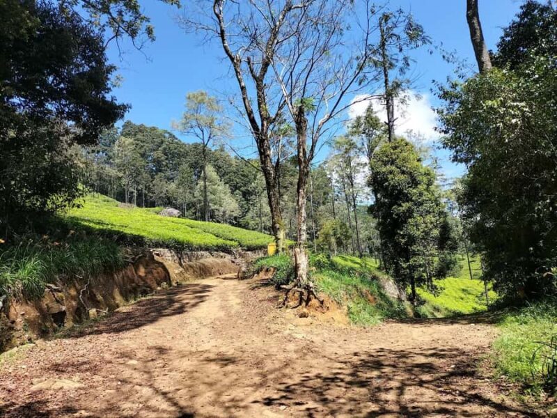 Kandy: Pekoe Trail Stage 2 Guided Hike (Galaha-Loolecondera) - Who is This Tour Best For?